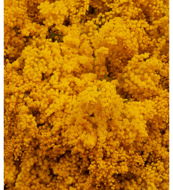 Composition Armful of mimosa – photo #2