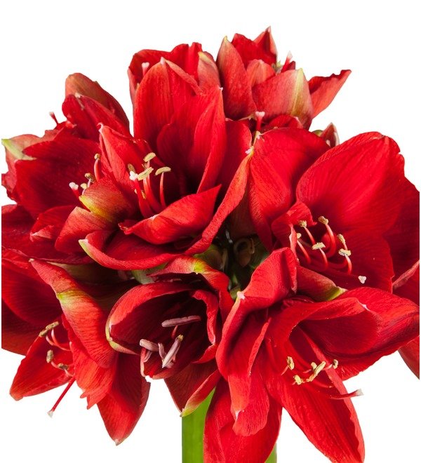 Букет-соло красных амариллисов Ferarri (5,7,9,15 или 25) – фото № 4