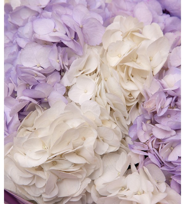 Bouquet-duet of hydrangeas Melody of two hearts (7,9,15,25 or 35) – photo #2
