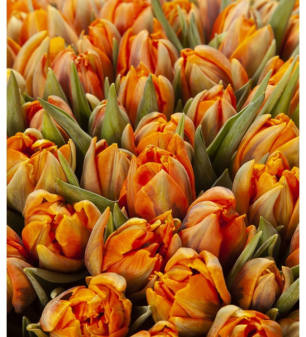 Bouquet-solo Tulips Orange Princess (25,51,75 or 101) – photo #3