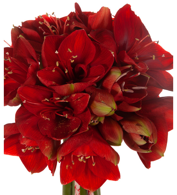 Bouquet-solo of amaryllis Ferrari (5,7,9 or 15) – photo #3