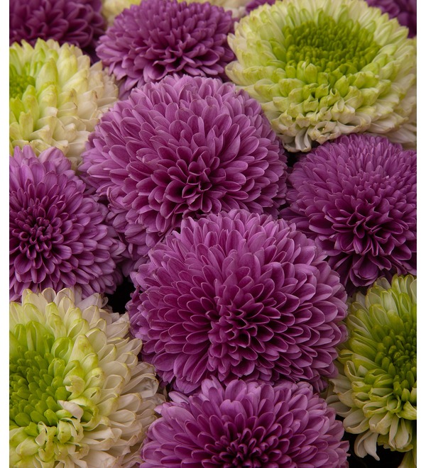 Bouquet-duet of chrysanthemums Feelings and Love (15,21,35,51 or 75) – photo #2