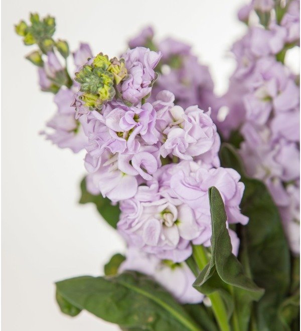Bouquet of lilac mattiola (15, 25 or 51) – photo #2