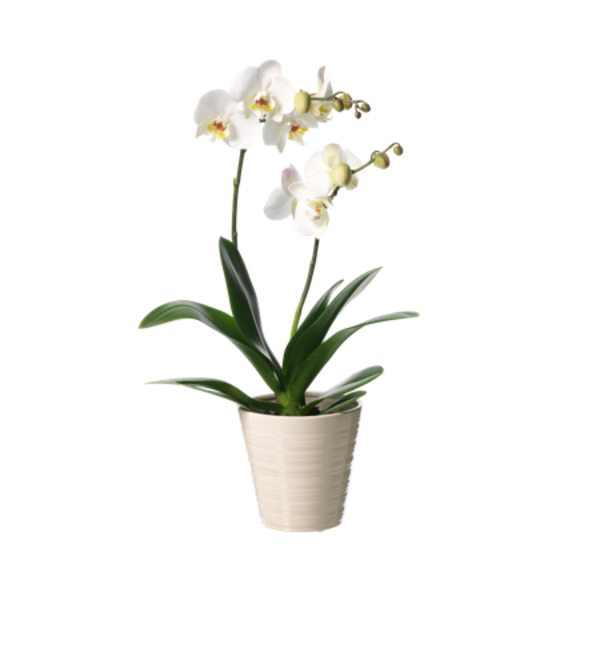 Орхидея (фаленопсис) в кашпо. Orc1 LEE – фото № 1