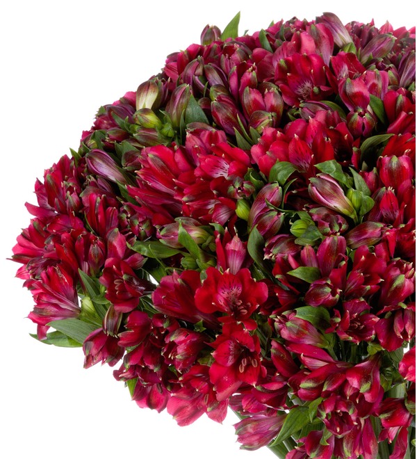 Bouquet Ruby (25, 51 or 101 alstroemeria) – photo #4
