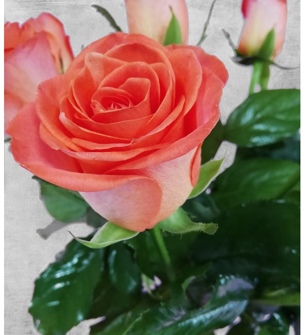 Букет из 11 оранжевых роз SPBAC20 SAN – фото № 3
