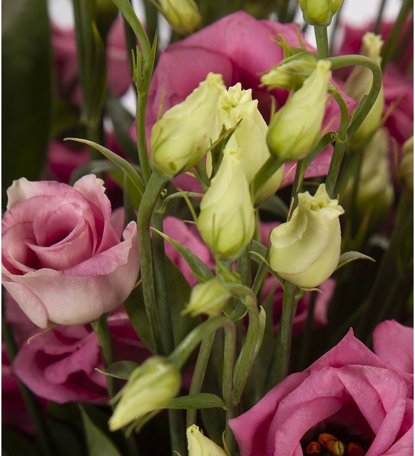 Bouquet-solo Pink eustoma (15,25,51 or 101) – photo #2