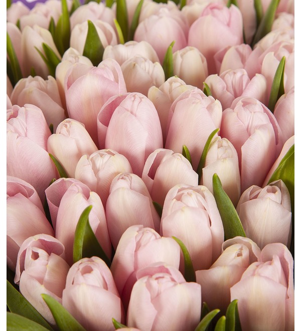 Букет-соло Розовые тюльпаны (25,51,75 или 101) – фото № 3