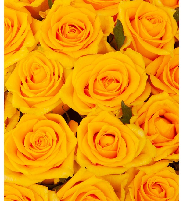 Букет-соло жёлтых роз (15,25,35,51,75 или 101) – фото № 2
