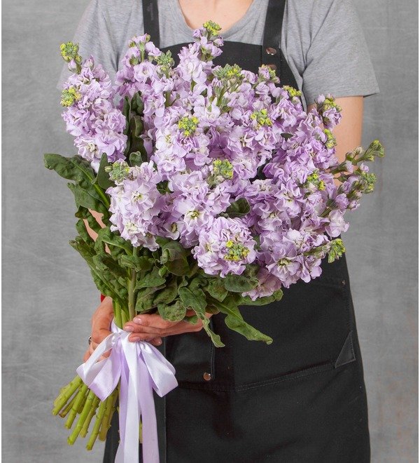Bouquet of lilac mattiola (15, 25 or 51) – photo #1