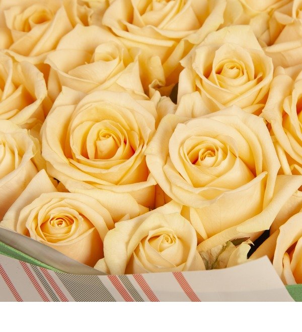 Букет-соло Кремовые розы (15,25,35,51,75 или 101) – фото № 2