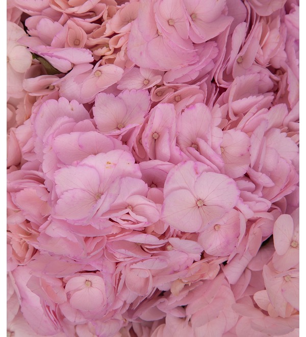 Букет-соло розовых гортензий (5,7,9,15,25 или 35) – фото № 3