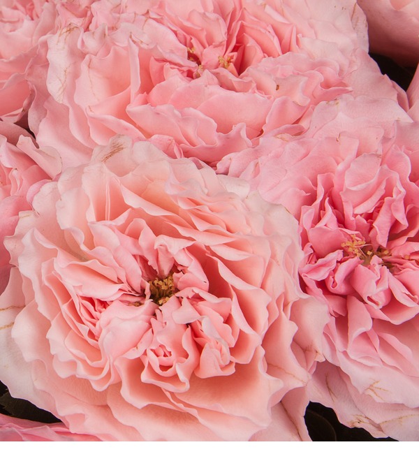 Букет-соло из пионовидных роз Mayras Rose (15,25,35,51,75 или 101) – фото № 3