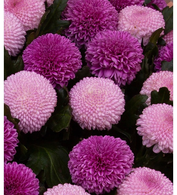 Bouquet-duet of chrysanthemums Waltz of Love (15,21,35,51 or 75) – photo #2
