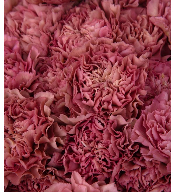 Bouquet-solo Lege Pink Carnation (15,25,35,51,75 or 101) – photo #2