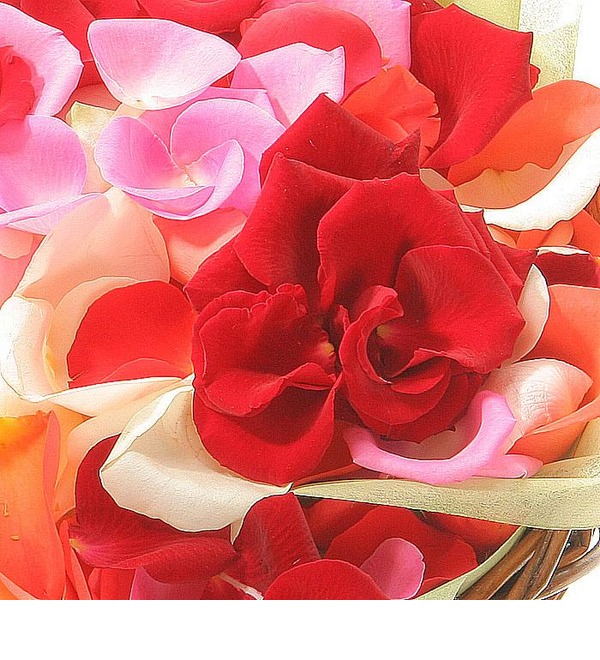 Лепестки разноцветных роз В знак восхищения! PMX1 NOR – фото № 4