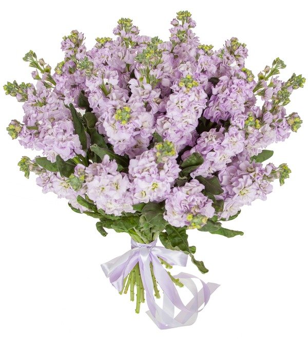 Bouquet of lilac mattiola (15, 25 or 51) – photo #5
