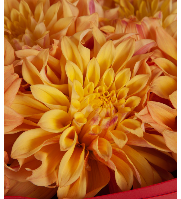 Bouquet-solo dahlia Therell (15,25 or 35) – photo #2