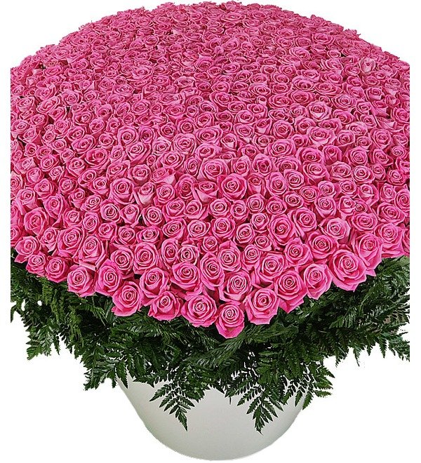 Composition of 501 pink roses Most beloved RUAR639 LAR – photo #1