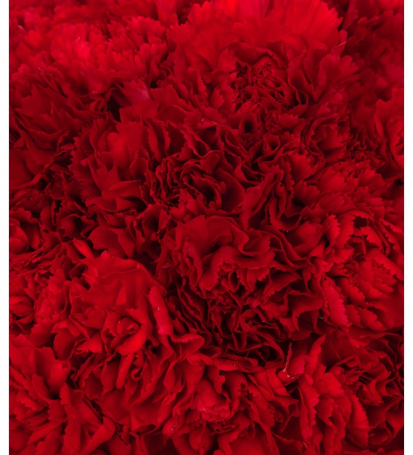 Bouquet-solo of red carnations (15,25,35,51,75 or 101) – photo #2