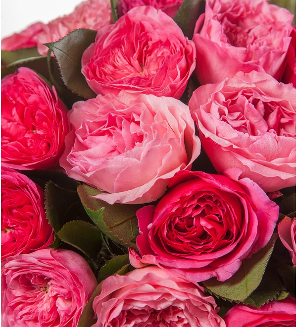Букет-дуэт пионовидных роз Великолепие (25,51,75,101 или 151) – фото № 3