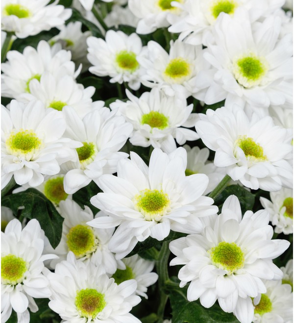 Букет-соло Белые хризантемы (15,25,51 или 101) MN203 LAP – фото № 5