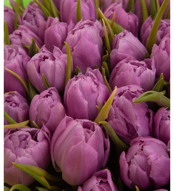Bouquet-solo tulips Double Price(15,25,35,51,75 or 101) – photo #2