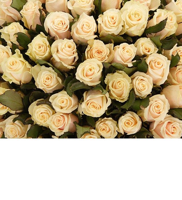 Букет из 101 кремовой розы Королевский подарок BG BR103 BUL – фото № 5