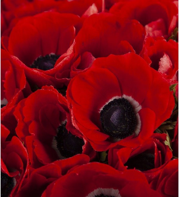 Bouquet-solo Red Anemones (15,25,51 or 75) – photo #2