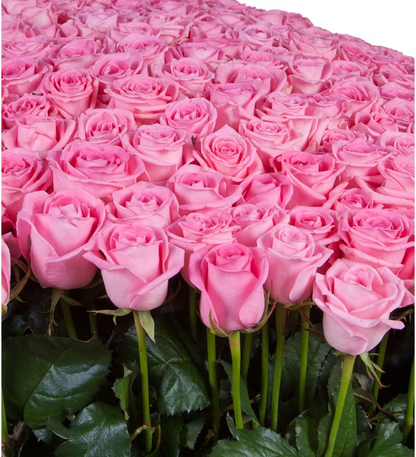 Композиция из 501 розовой розы Самой любимой AR639 ANT – фото № 2