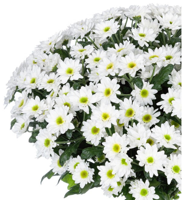 Букет-соло Белые хризантемы (15,25,51 или 101) MN203 BAU – фото № 2