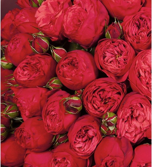Букет-соло роз Red Piano (15,25,35,51,75 или 101) – фото № 2