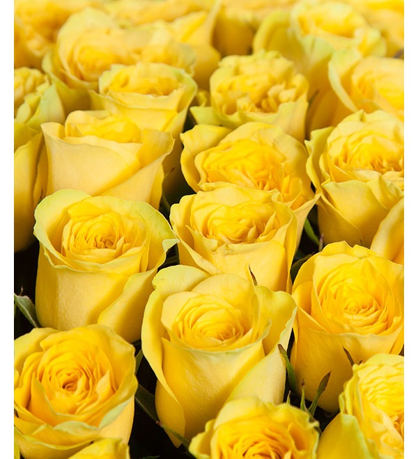 Букет из 101 желтой розы Ты мое Солнце BR203 PAL – фото № 4