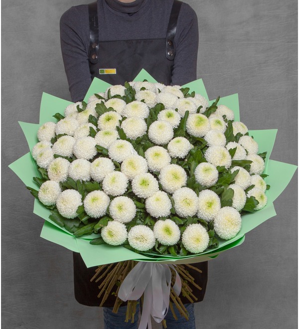 Хризантема пинг понг. Хризантема пинг понг. Хризантема одноголовая пинг понг. Корейская хризантема пинг понг. Хризантема пинг понг.