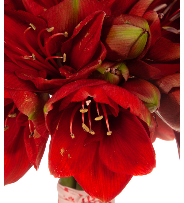 Bouquet-solo of amaryllis Ferrari (5,7,9 or 15) – photo #2