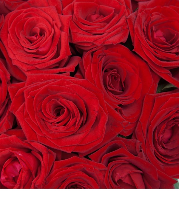 Букет роз Для Вас! (9,15,25,35,51,75 или 101) MN104 SAN – фото № 4