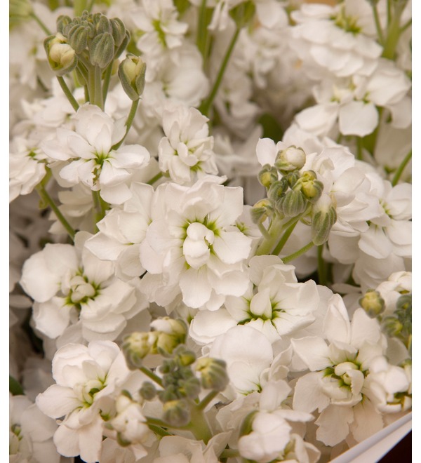Bouquet-solo of white matthiola (9,15,25,35,51 or 75) – photo #3