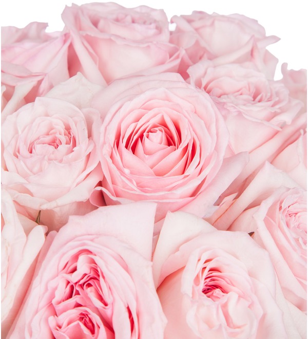 Букет-соло ароматных роз Pink OHara (15,25,35,51,75 или 101) – фото № 2