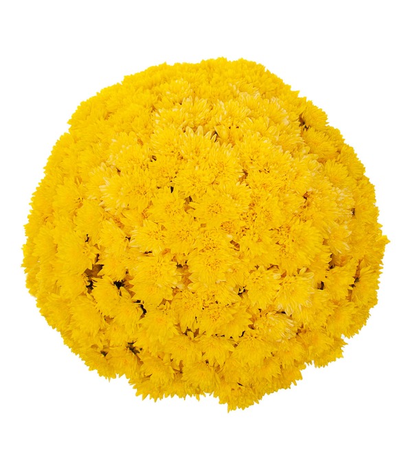 Bouquet-solo of yellow chrysanthemums (15,25,51,75 or 101) – photo #3
