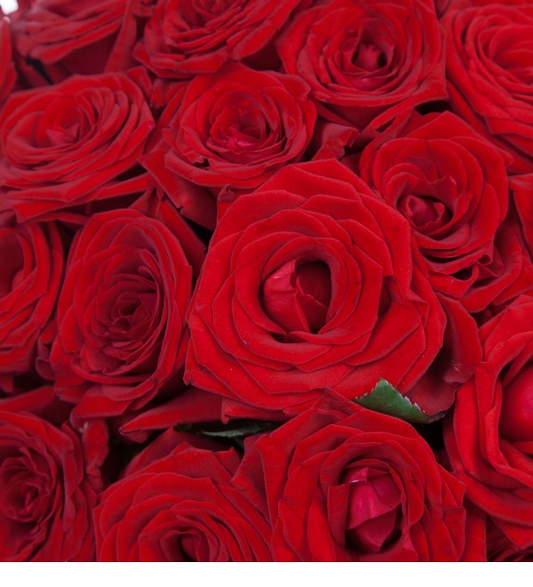 Букет роз Для Вас! (9,15,25,35,51,75 или 101) MN104 SAN – фото № 3