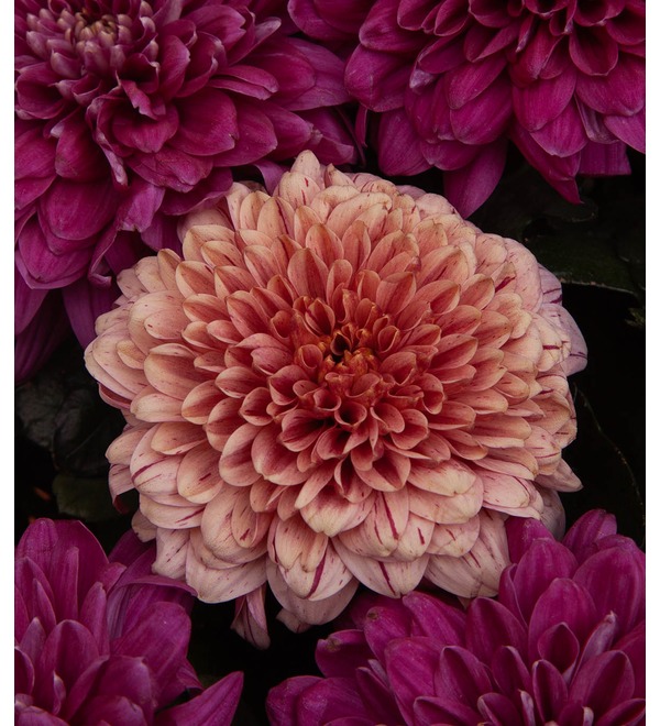 Bouquet-duet of chrysanthemums Notes of Autumn (15,21,35,51 or 75) – photo #4