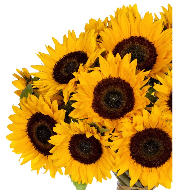 Bouquet of sunflowers (25, 51 or 75) – photo #3