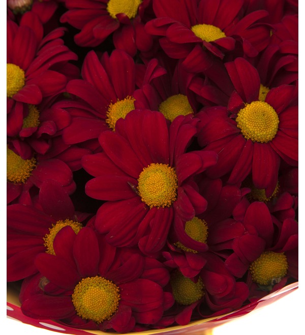 Bouquet-solo red chrysanthemums (15,25,35,51,75 or 101) – photo #2