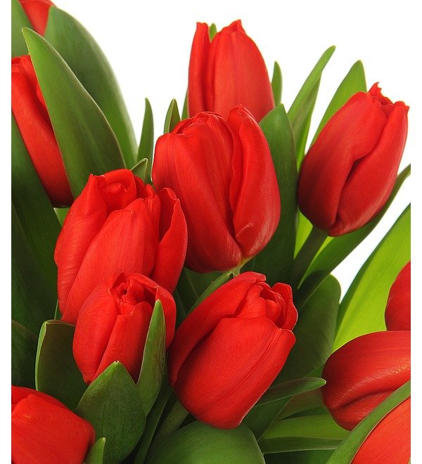 Букет из 21 красного тюльпана ABN1104 BRA – фото № 5