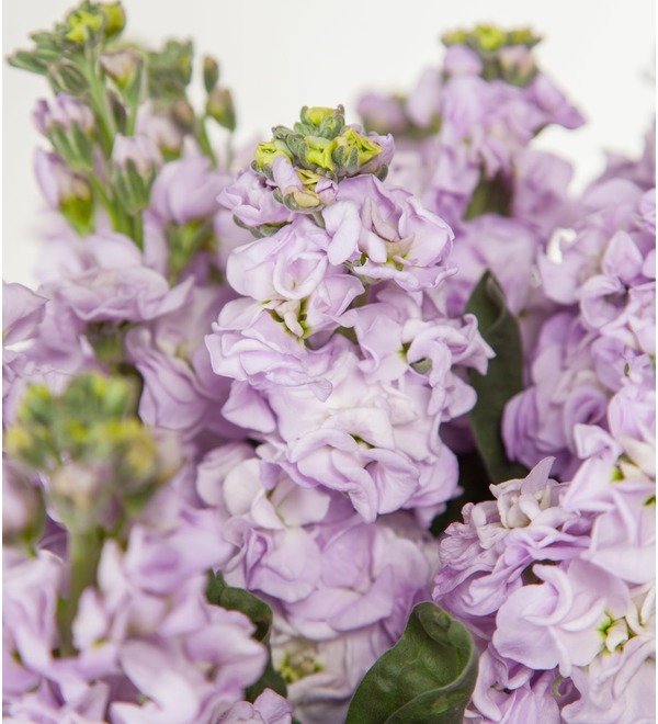 Bouquet of lilac mattiola (15, 25 or 51) – photo #3