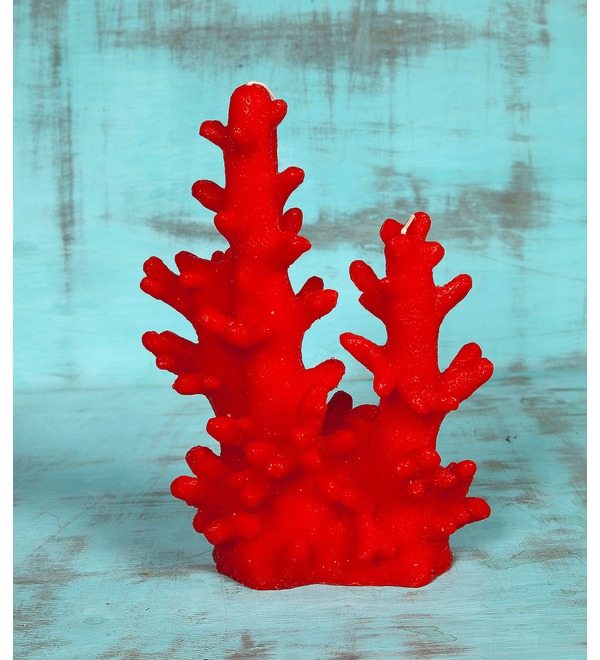 Figured candle Corals – photo #1