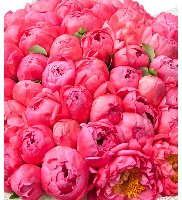 Bouquet of peonies Coral Sunset (51 or 101 peonies) – photo #2