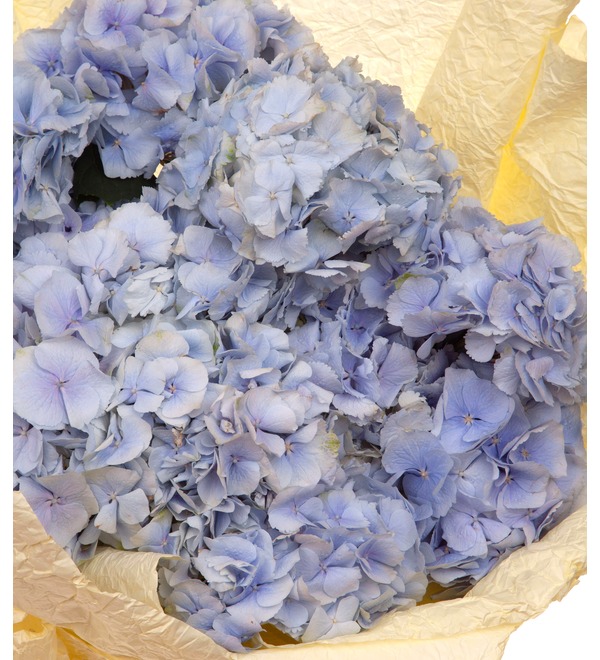 Bouquet-solo of blue hydrangeas (5,7,9,15,21 or 25) – photo #3