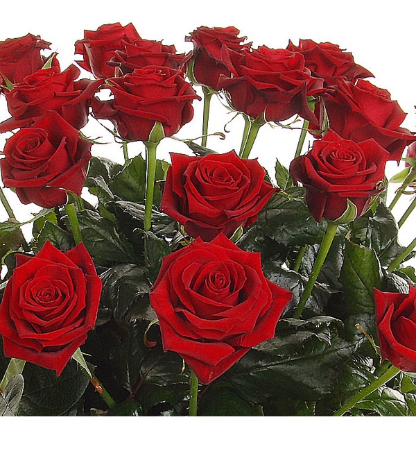 Букет из 25 красных роз Страстный ангел RU R25R SAN – фото № 4