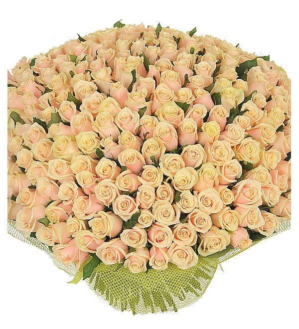 Букет из 251 кремовой розы Совершенство BR128 KIS – фото № 1
